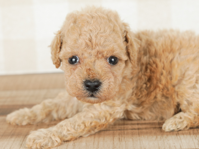 チワマル特集 P S First 子犬や子猫を最優先に考えたペットショップ