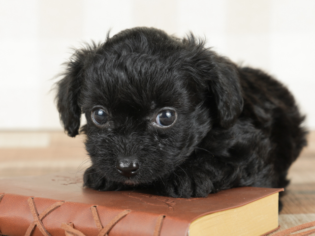 チワプー特集 P S First 子犬や子猫を最優先に考えたペットショップ