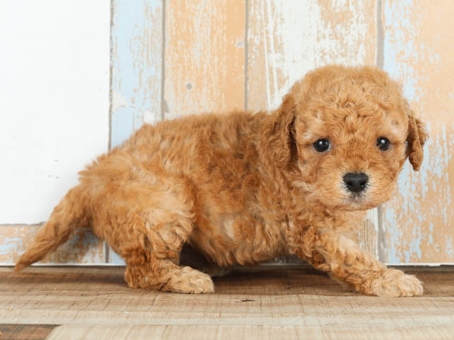 トイプードル キャバリアキングチャールズスパニエル ミックス 下北沢店 P S First 子犬や子猫を最優先に考えたペットショップ