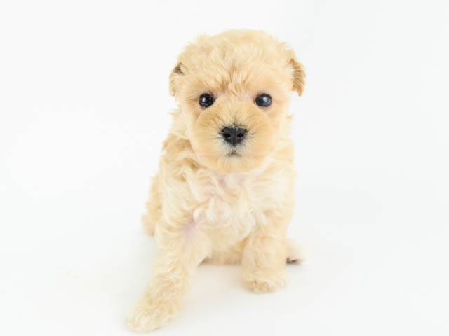 マルチーズ トイプードル ミックス 福岡天神店 P S First 子犬や子猫を最優先に考えたペットショップ