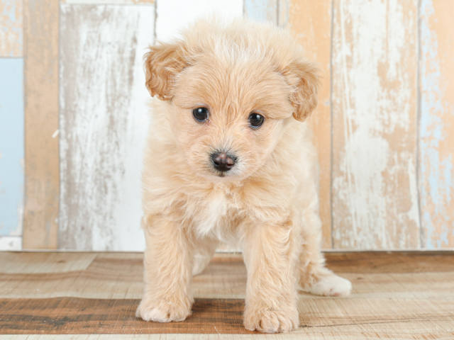 ポメラニアン トイプードル ミックス 日吉津店 P S First 子犬や子猫を最優先に考えたペットショップ