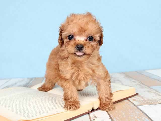 トイプードル タイニープードル 富士宮店 P S First 子犬や子猫を最優先に考えたペットショップ