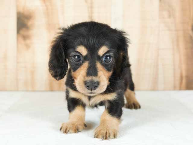 カインズ浦和美園店 埼玉県カインズ浦和美園店 ペッツワン店内のペットショップ P S First 子犬や子猫を最優先に考えたペットショップ