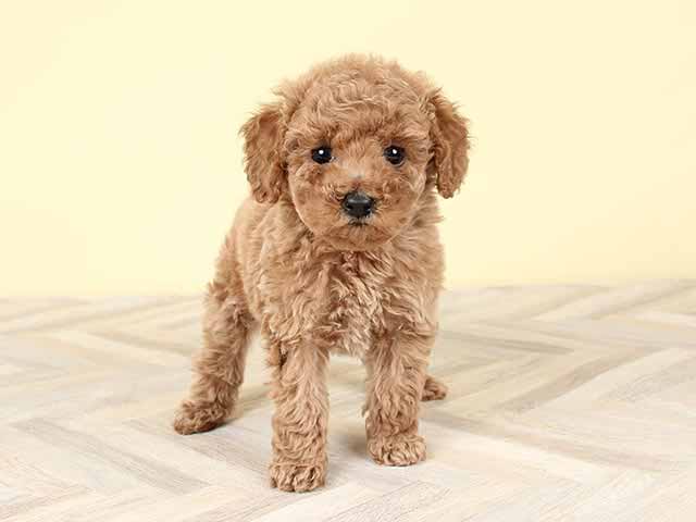 カインズ浦和美園店 埼玉県カインズ浦和美園店 ペッツワン店内のペットショップ P S First 子犬や子猫を最優先に考えたペットショップ