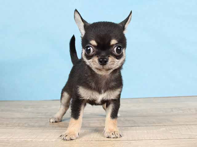 チワワ スムース 中野店 P S First 子犬や子猫を最優先に考えたペットショップ