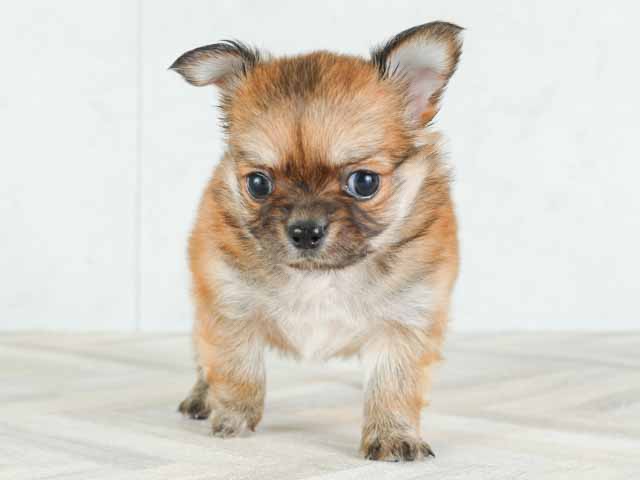 橿原店 奈良県イオンモール橿原3階 イオンペット店内のペットショップ P S First 子犬や子猫を最優先に考えたペットショップ 橿原店 奈良県イオンモール橿原3階 イオンペット店内のペットショップ P S First 子犬や子猫を最優先に考えたペットショップ