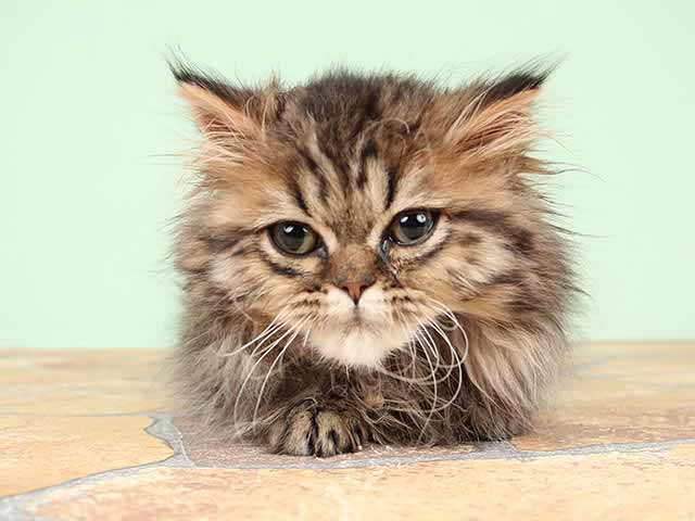 ミヌエット おゆみ野店 P S First 子犬や子猫を最優先に考えたペットショップ