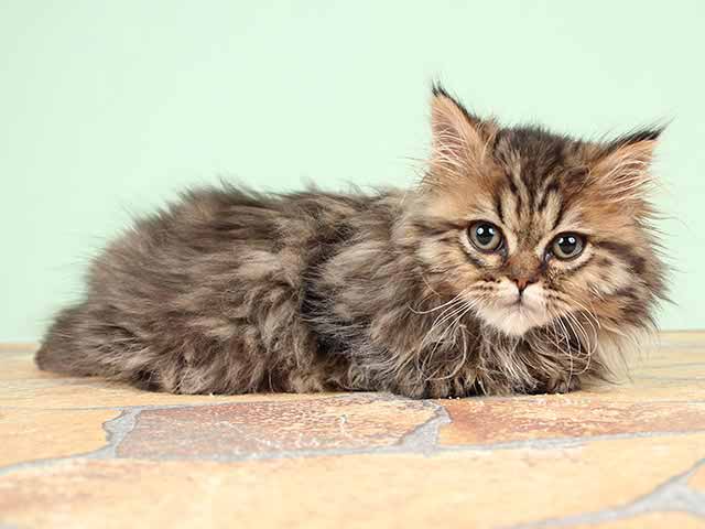 ミヌエット おゆみ野店 P S First 子犬や子猫を最優先に考えたペットショップ