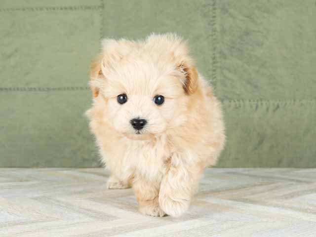 ポメラニアン トイプードル ミックス 横浜駅前店 P S First 子犬や子猫を最優先に考えたペットショップ