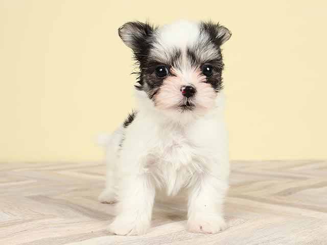 マルチーズ チワワ ミックス 高崎店 P S First 子犬や子猫を最優先に考えたペットショップ