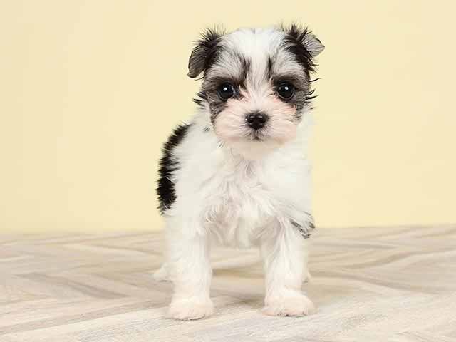 川崎店 神奈川県のペットショップ P S First 子犬や子猫を最優先に考えたペットショップ