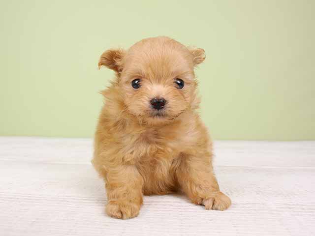 ポメラニアン トイプードル ミックス 流山おおたかの森店 P S First 子犬や子猫を最優先に考えたペットショップ