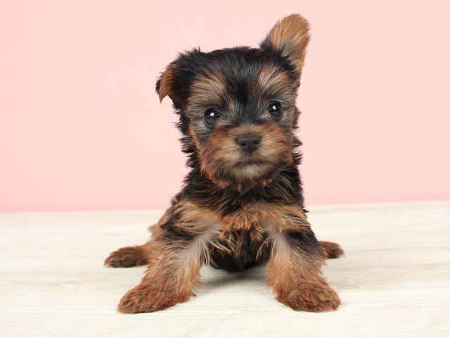 橿原店 奈良県イオンモール橿原3階 イオンペット店内のペットショップ P S First 子犬や子猫を最優先に考えたペットショップ 橿原店 奈良県イオンモール橿原3階 イオンペット店内のペットショップ P S First 子犬や子猫を最優先に考えたペットショップ