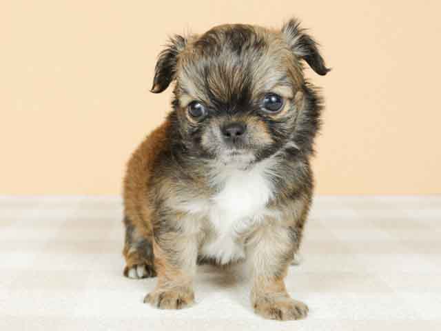 茅ヶ崎店 神奈川県イオン茅ヶ崎店3階 イオンペット店内のペットショップ P S First 子犬や子猫を最優先に考えたペットショップ