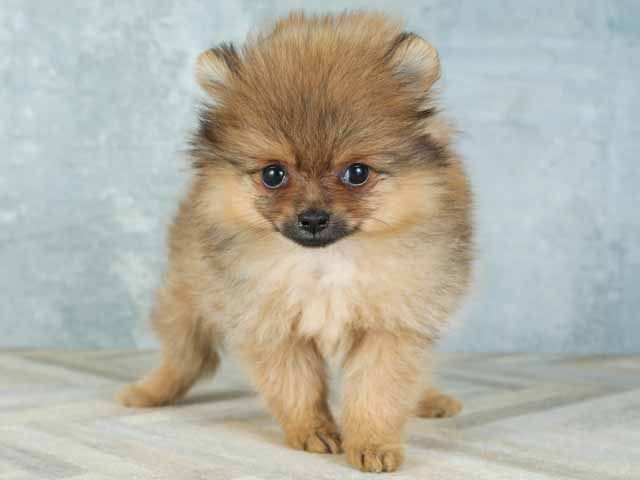 ポメラニアン 富士宮店 P S First 子犬や子猫を最優先に考えたペットショップ
