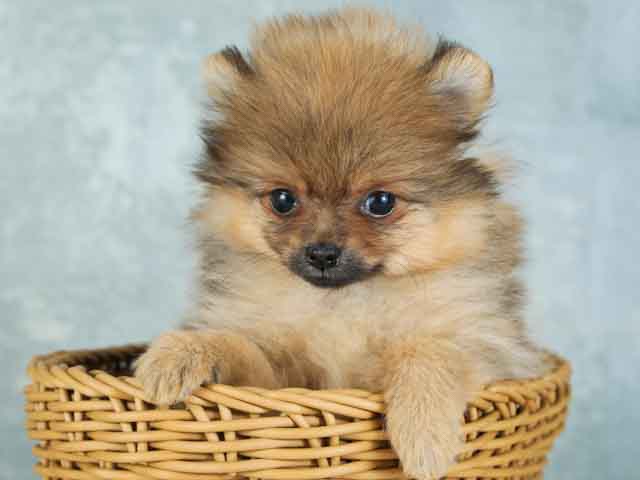 ポメラニアン 富士宮店 P S First 子犬や子猫を最優先に考えたペットショップ