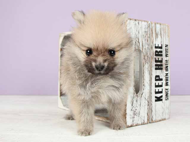 ポメラニアン 大高店 P S First 子犬や子猫を最優先に考えたペットショップ