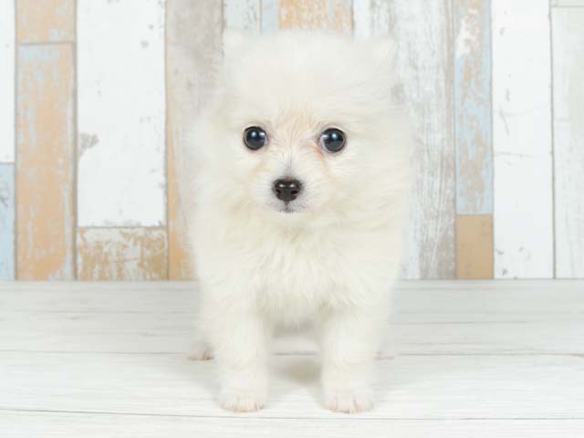 橿原店 奈良県イオンモール橿原3階 イオンペット店内のペットショップ P S First 子犬や子猫を最優先に考えたペットショップ 橿原店 奈良県イオンモール橿原3階 イオンペット店内のペットショップ P S First 子犬や子猫を最優先に考えたペットショップ
