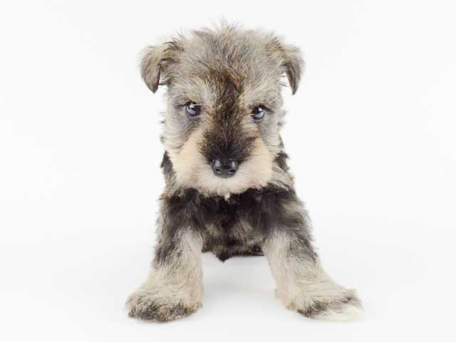 ミニチュアシュナウザー 大牟田店 P S First 子犬や子猫を最優先に考えたペットショップ
