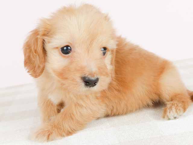 ダックスフンド ミニチュアダックス ワイヤー 日吉津店 P S First 子犬や子猫を最優先に考えたペットショップ