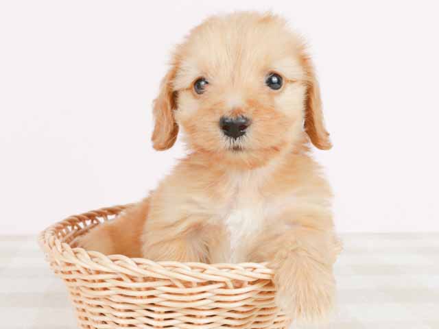ダックスフンド ミニチュアダックス ワイヤー 日吉津店 P S First 子犬や子猫を最優先に考えたペットショップ