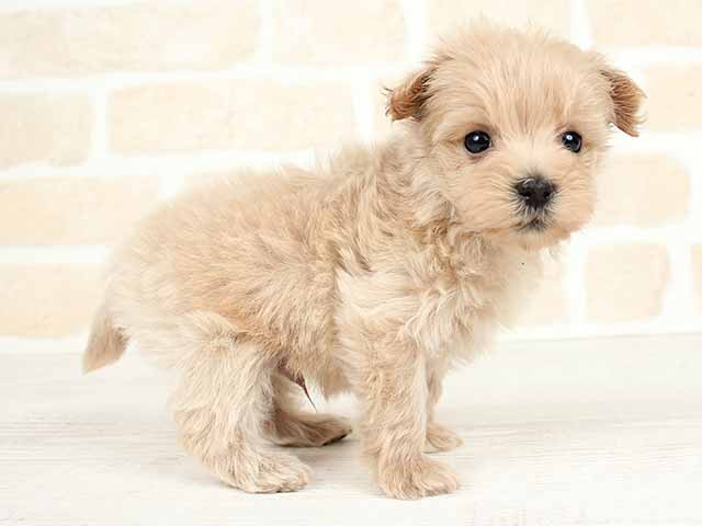 マルチーズ トイプードル ミックス 川崎店 P S First 子犬や子猫を最優先に考えたペットショップ