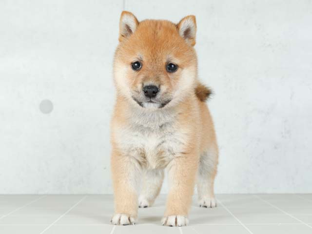 豆柴 大和鶴間店 P S First 子犬や子猫を最優先に考えたペットショップ