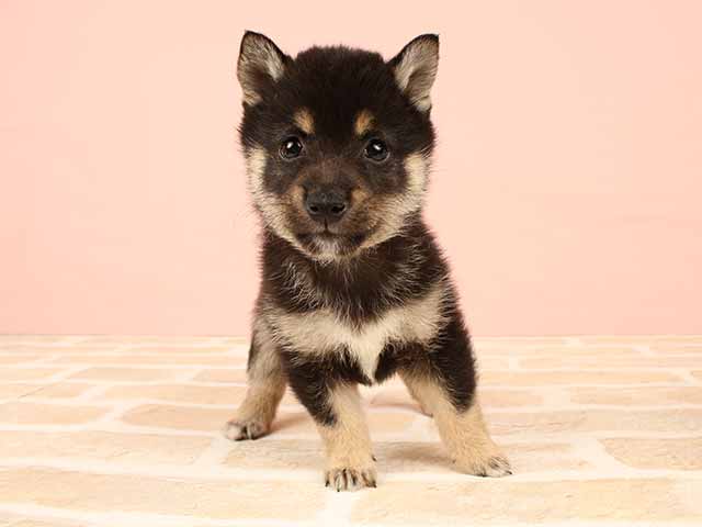豆柴 横浜元町店 P S First 子犬や子猫を最優先に考えたペットショップ