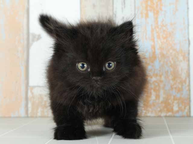 横浜駅前店 神奈川県のペットショップ P S First 子犬や子猫を最優先に考えたペットショップ 横浜駅前店 神奈川県のペットショップ P S First 子犬や子猫を最優先に考えたペットショップ