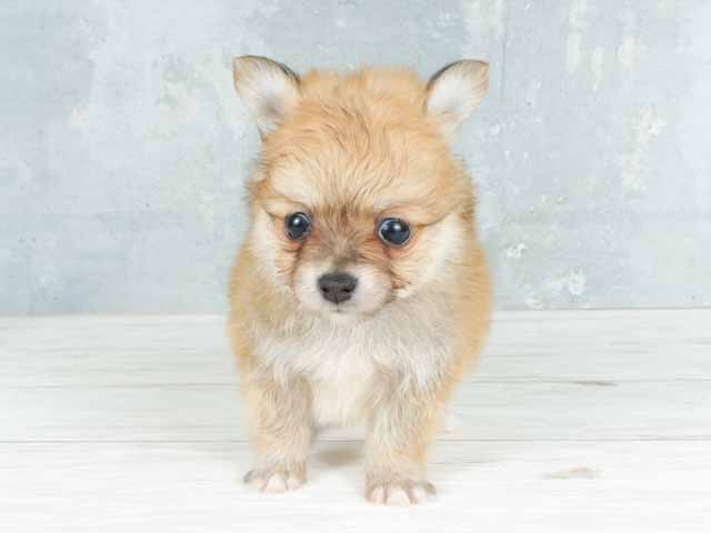 チワワ ポメラニアン ミックス 大高店 P S First 子犬や子猫を最優先に考えたペットショップ