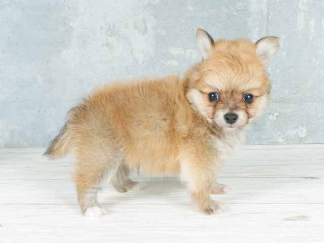 チワワ ポメラニアン ミックス 大高店 P S First 子犬や子猫を最優先に考えたペットショップ