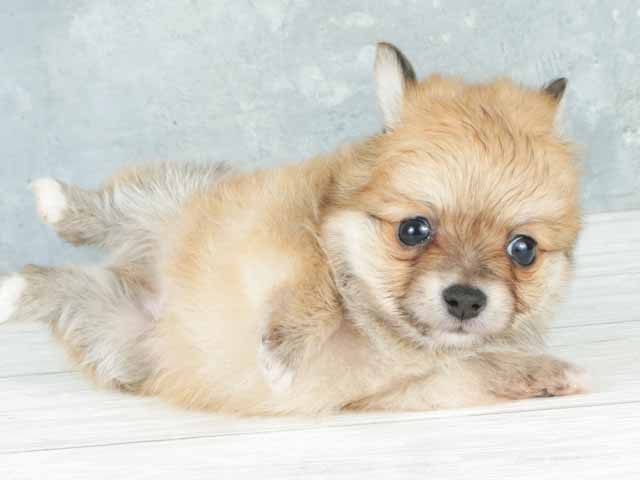 チワワ ポメラニアン ミックス 大高店 P S First 子犬や子猫を最優先に考えたペットショップ