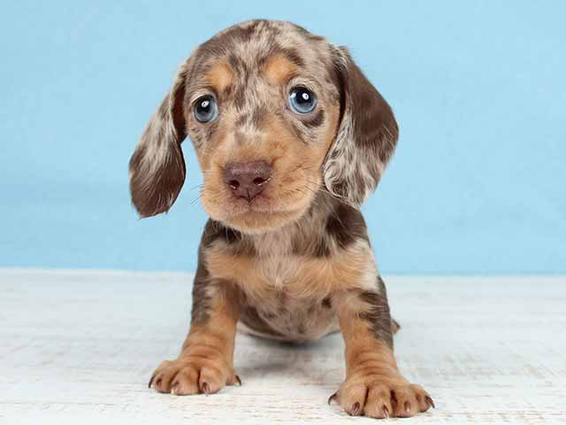 ダックスフンド ミニチュアダックス スムース 恵比寿店 P S First 子犬や子猫を最優先に考えたペットショップ ダックスフンド ミニチュアダックス スムース 恵比寿店 P S First 子犬や子猫を最優先に考えたペットショップ
