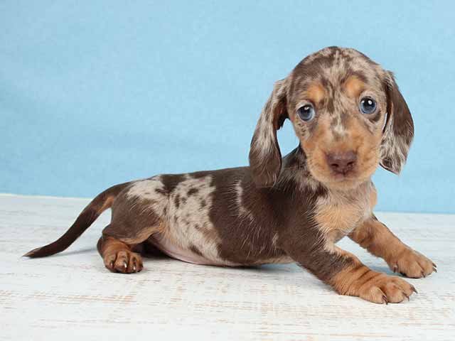ダックスフンド ミニチュアダックス スムース 恵比寿店 P S First 子犬や子猫を最優先に考えたペットショップ ダックスフンド ミニチュアダックス スムース 恵比寿店 P S First 子犬や子猫を最優先に考えたペットショップ