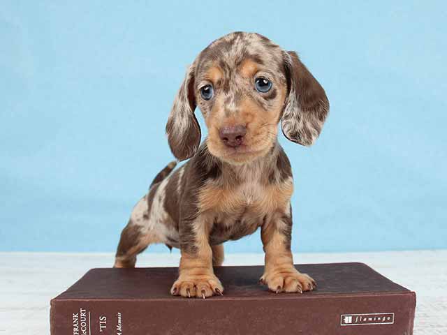 ダックスフンド ミニチュアダックス スムース 恵比寿店 P S First 子犬や子猫を最優先に考えたペットショップ ダックスフンド ミニチュアダックス スムース 恵比寿店 P S First 子犬や子猫を最優先に考えたペットショップ