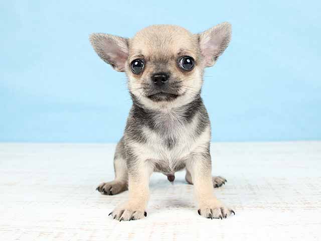 チワワ スムース 武蔵小山店 P S First 子犬や子猫を最優先に考えたペットショップ