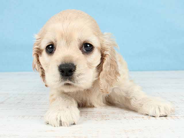 アメリカンコッカースパニエル 茶屋町店 P S First 子犬や子猫を最優先に考えたペットショップ