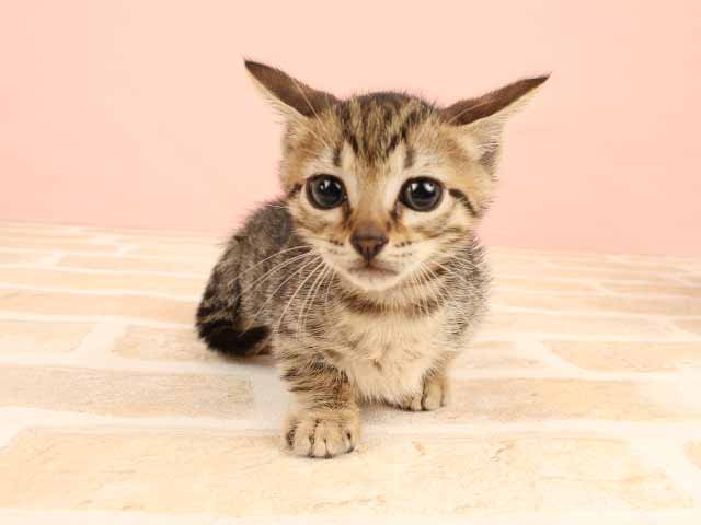 ジェネッタ 茶屋町店 P S First 子犬や子猫を最優先に考えたペットショップ