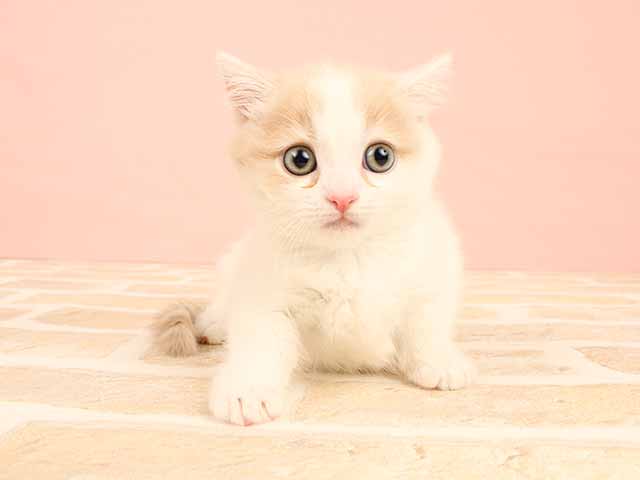 マンチカン レイクタウン店 P S First 子犬や子猫を最優先に考えたペットショップ