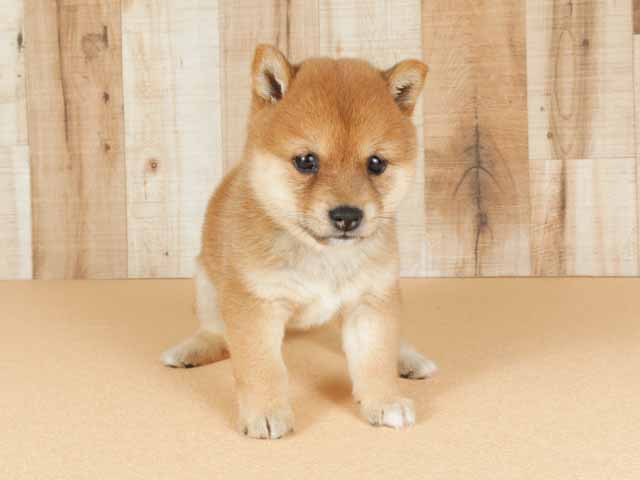名古屋栄店 愛知県のペットショップ P S First 子犬や子猫を最優先に考えたペットショップ 名古屋栄店 愛知県のペットショップ P S First 子犬や子猫を最優先に考えたペットショップ