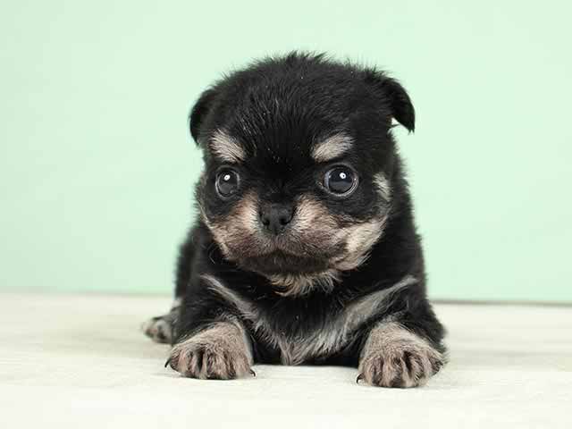 原宿店 東京都のペットショップ P S First 子犬や子猫を最優先に考えたペットショップ