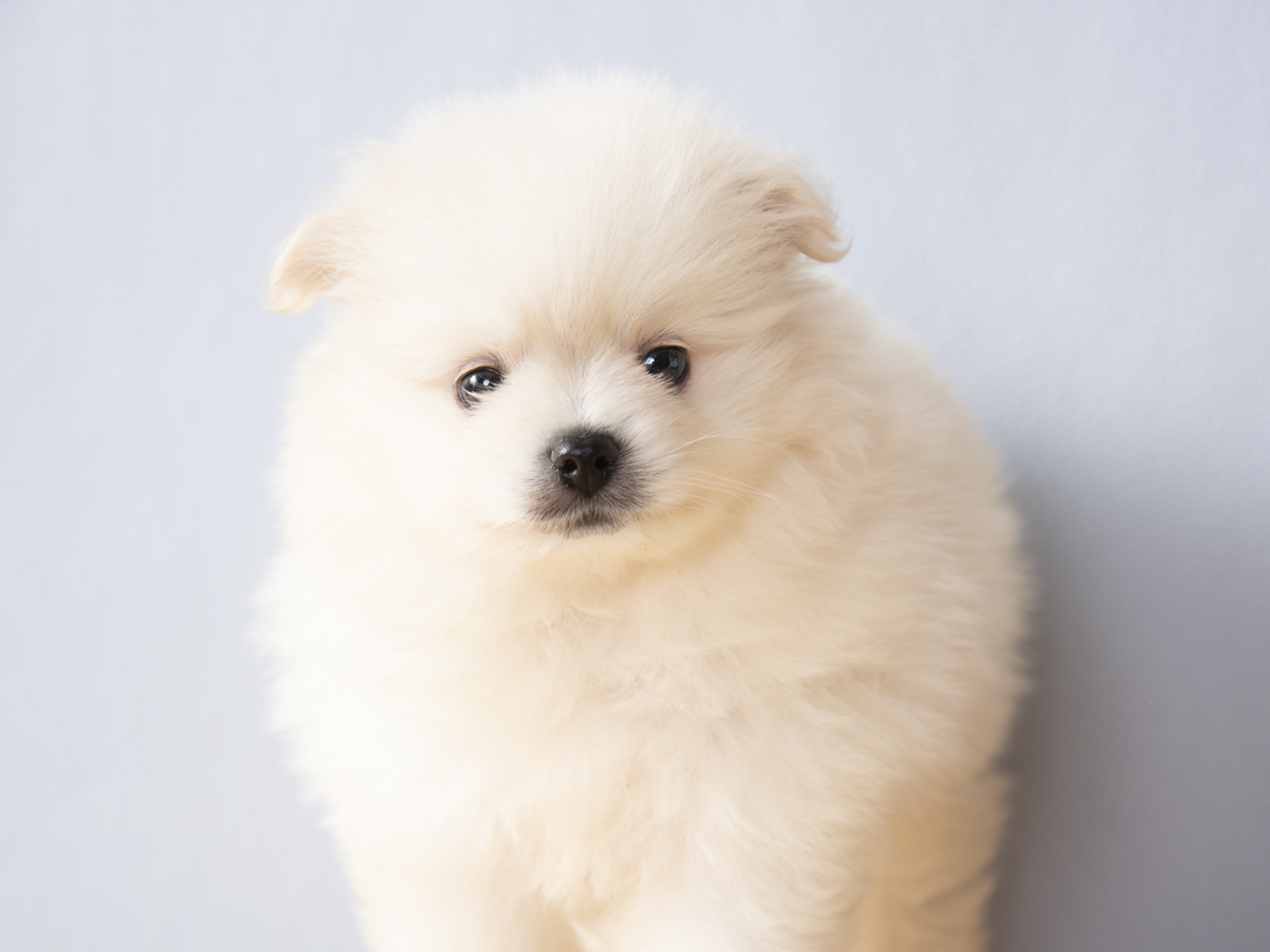 ポメラニアン 福岡天神店 P S First 子犬や子猫を最優先に考えたペットショップ