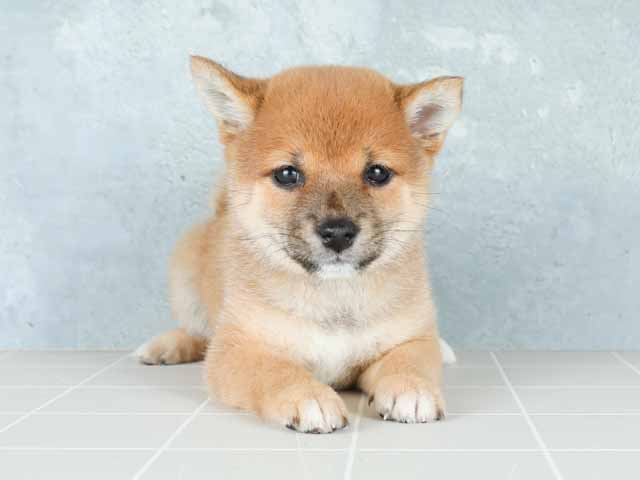 豆柴 広島本通店 P S First 子犬や子猫を最優先に考えたペットショップ