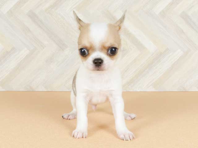 チワワ スムース 吉祥寺サンロード店 P S First 子犬や子猫を最優先に考えたペットショップ