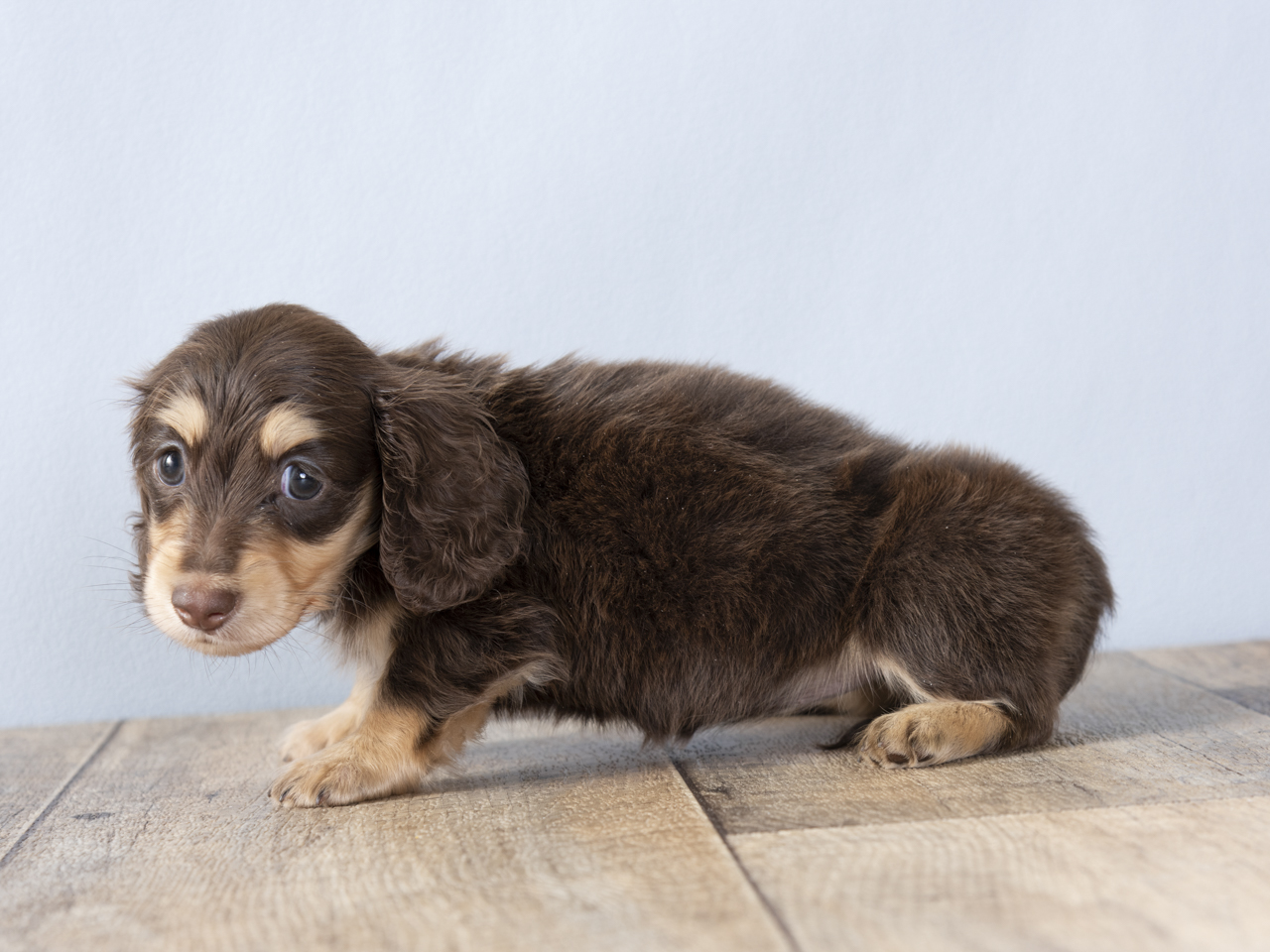 ダックスフンド ミニチュアダックス ロング 福津店 P S First 子犬や子猫を最優先に考えたペットショップ