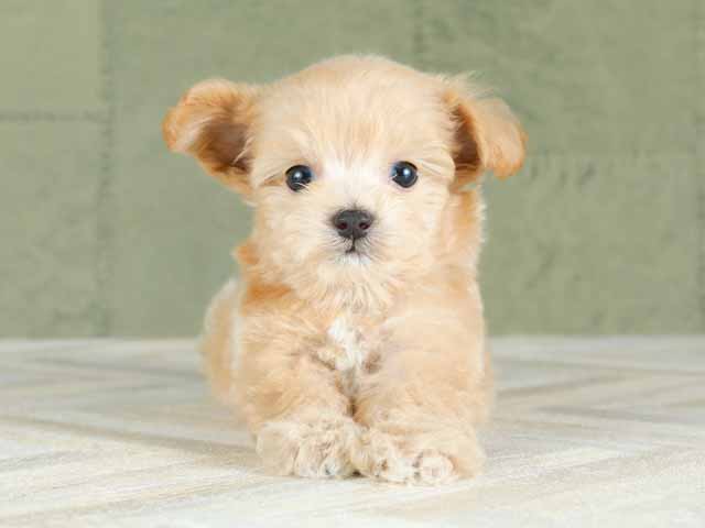 チワワ トイプードル ミックス 梅田店 P S First 子犬や子猫を最優先に考えたペットショップ