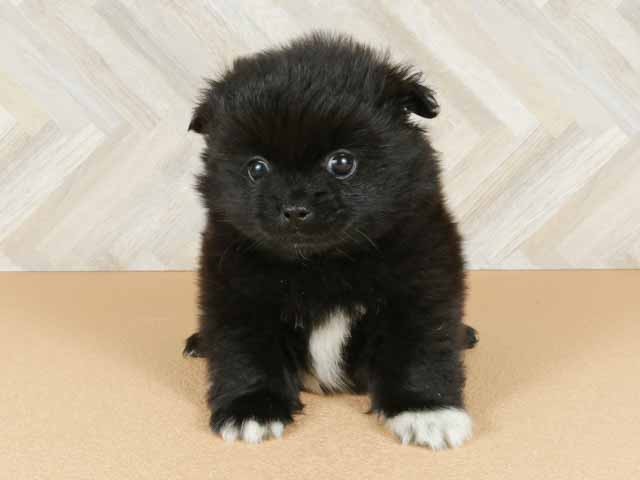 難波店 大阪府のペットショップ P S First 子犬や子猫を最優先に考えたペットショップ