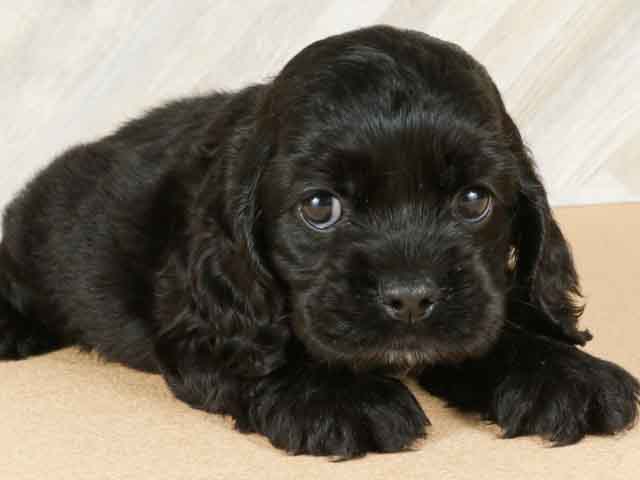 アメリカンコッカースパニエル 千葉ニュータウン店 P S First 子犬や子猫を最優先に考えたペットショップ