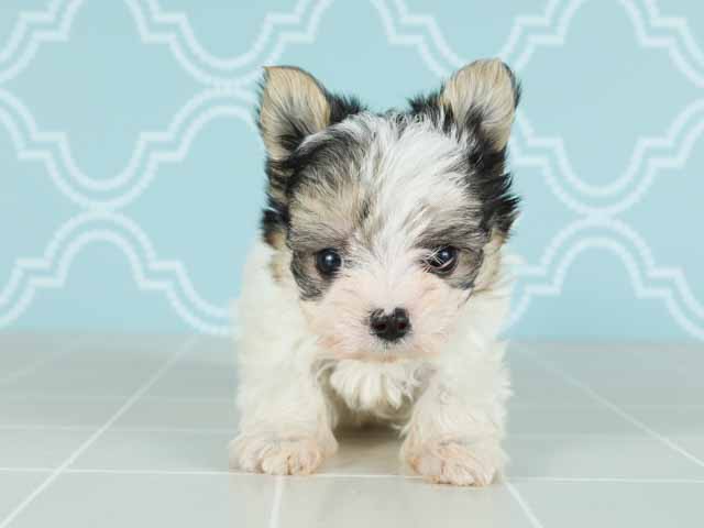 ヨークシャーテリア マルチーズ ミックス 大牟田店 P S First 子犬や子猫を最優先に考えたペットショップ