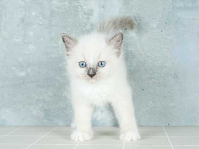 ラグドール 中野店 P S First 子犬や子猫を最優先に考えたペットショップ ラグドール 中野店 P S First 子犬や子猫を最優先に考えたペットショップ